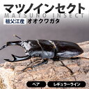 【ふるさと納税】マツノインセクト 祖父江産 オオクワガタ ~85mm ペア レギュラーライン 83mm 84mm 85mm 国産 祖父江 ブリーダー 松野 送料無料 愛知県 豊橋市