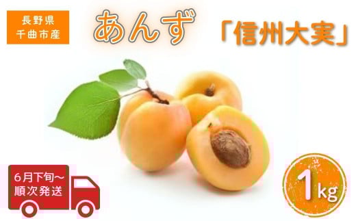 【2025年先行予約】あんず 信州大実(長野県オリジナル品種) 約1kg 杏子 アプリコット 千曲市産 長野県 信州