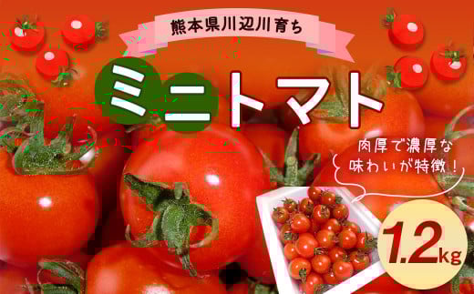 【先行予約】 川辺川育ち ミニトマト 1.2kg とまと トマト 野菜 やさい 熊本県産 【2026年3月上旬～3月下旬発送予定】