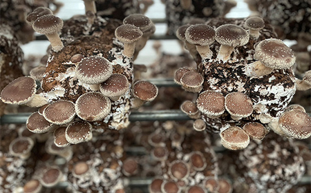 《数量限定》 2025年秋発送！贈答用 会津の恵み 生しいたけ1kg F4D-0711