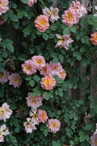 【2026年2月以降発送】バラ苗鉢植え「ショコラティエ」 バラ 苗 1鉢 四季咲き 鉢植え 花 ショコラティエ 6寸鉢 2年生苗 ガーデニング 初心者 母の日 父の日