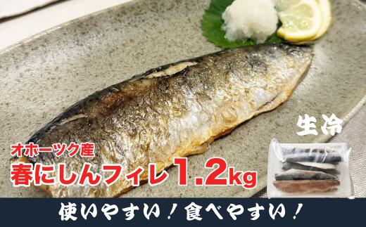【ふるさと納税】特大 ”生冷” 春にしんフィレ1.2kg【20033】