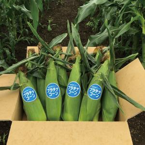 【先行予約】阿見町産 今朝採れとうもろこし約5kg（プラチナコーン・9本～15本）【茨城県 阿見町  国産 甘い 朝採り 野菜 スイートコーン ホワイト 白 送料無料】（04-23）