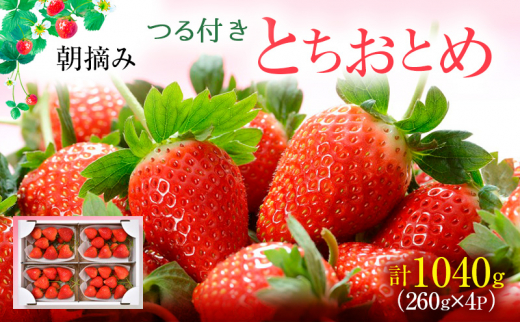 【先行予約】つる付き とちおとめ 4パック（2026年2月上旬～2月中旬発送）  いちご 果物 フルーツ 苺 イチゴ くだもの 朝取り 新鮮 美味しい 甘い [№5840-2299]