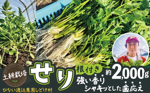 セリ 強い香りとシャキッとした歯応え 約2,000g 600P3201　/ 東北 秋田 大館 野菜 新鮮 農産物 農家 せり セリ 根っこ 根付き 野菜 せり鍋 農家直送