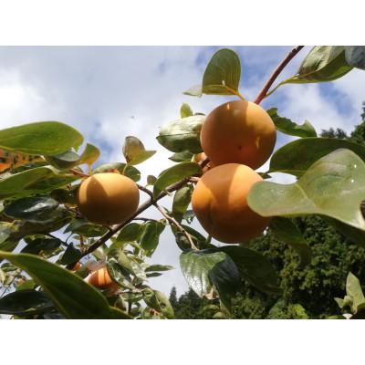 ふるさと納税 橋本市 【先行受付】橋本市産　たねなし柿　7.5kg　(家庭用　訳あり)