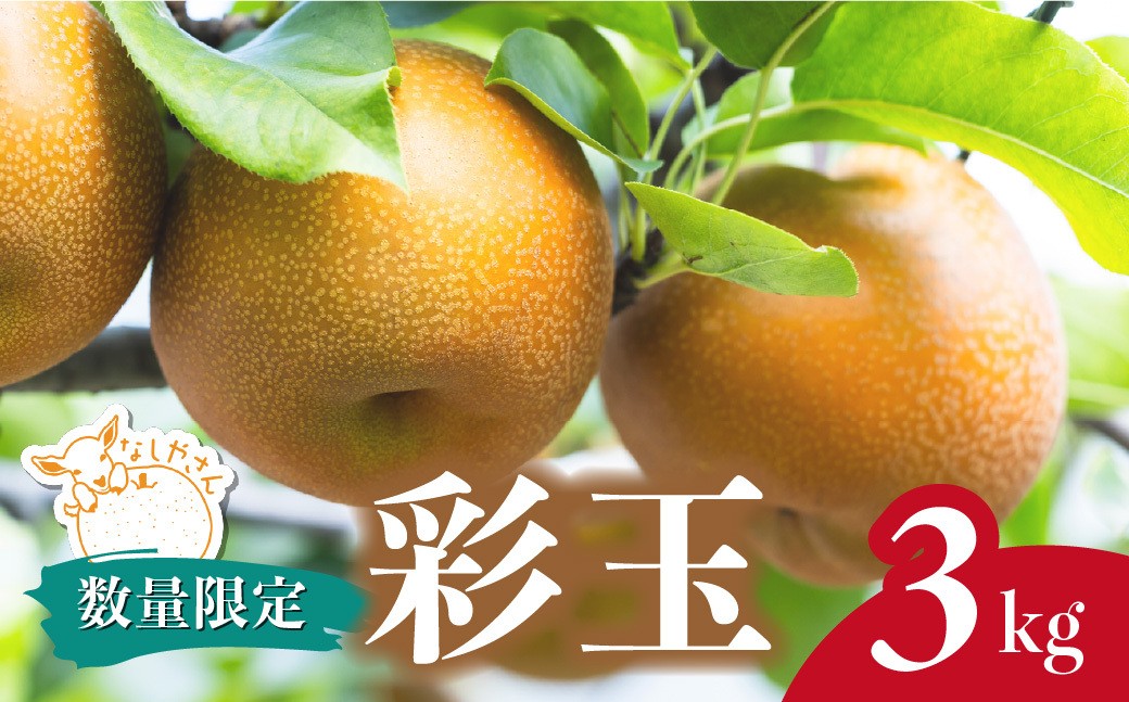 
                  梨 彩玉 約3kg(5～7個入り) 東松山市産 | 梨 なし ナシ 彩玉 さいぎょく 果物 フルーツ 新鮮 自然栽培 農園直送 産地直送 農家直送 限定 期間限定 数量限定 贈答 贈り物 プレゼント ギフト 梨 なし ナシ 旬 甘い デザート お取り寄せ なしやさん 埼玉県 東松山市
                