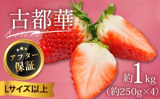 いちご 古都華 1kg 250g×4パック Lサイズ以上 250g 2027年発送 小分け パック フルーツ 果物 スイーツ 甘い いちご 苺 イチゴ お取り寄せ 大粒 朝採り フルーツ 果物 国産 冷蔵配送 送料無料 高級 家庭用 ケーキ お菓子 使用 1kg 10000円 1万円 奈良県 奈良市