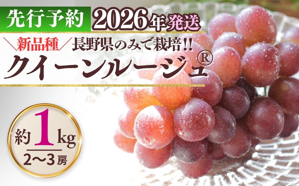 
            【2026年先行予約】クイーンルージュ®  約1kg（2~3房）※最低900g以上 | ぶどう 葡萄 ブドウ グレープ 赤ぶどう 種無し 種なし 皮ごと 果物 くだもの フルーツ 信州ぶどう 信州葡萄 産地直送 信州 長野 千曲市
          