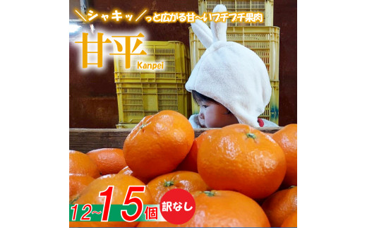 【愛媛県産】甘平 約12-15個入 訳なし ＜2025年1月下旬～発送予定＞ 柑橘 みかん 果物 くだもの フルーツ おすすめ 高級 人気 お取り寄せ グルメ ギフト 期間限定 数量限定 ご当地 愛媛県 松山市