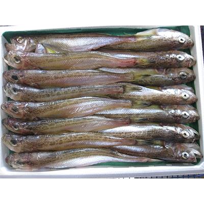 ふるさと納税 宮津市 ハタハタ(中)　干物　一夜干し　450g×2箱 |  | 01