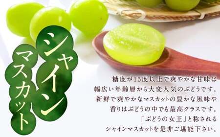 先行予約 シャインマスカット 約1.4kg ぶどう 葡萄 ブドウ マスカット 果物 フルーツ 【2026年8月上旬～9月下旬発送】 
