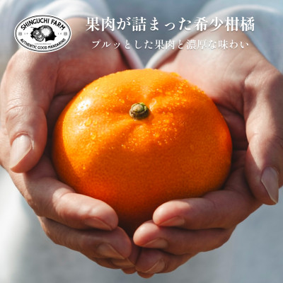 【2026年2月発送】柑橘の大トロ【せとか 3kg】家庭用 愛媛みかんの老舗【C70−9】【1451140】