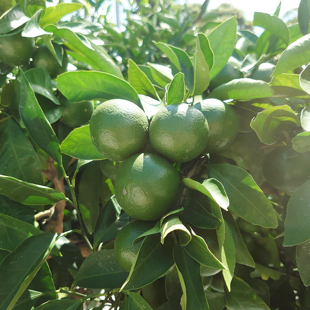 【ふるさと納税】長崎県産 早生温州みかん M~Lサイズ 5kg ミカン 蜜柑 させぼ 田口 宮川 興津 フルーツ くだもの 果物 果実 柑橘類 青果 国産 九州 長崎県 長崎市 送料無料 【2025年11月下旬～12月下旬迄発送予定】