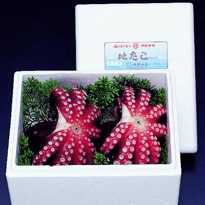 ふるさと納税 島原市 長崎産　地だこ　2尾