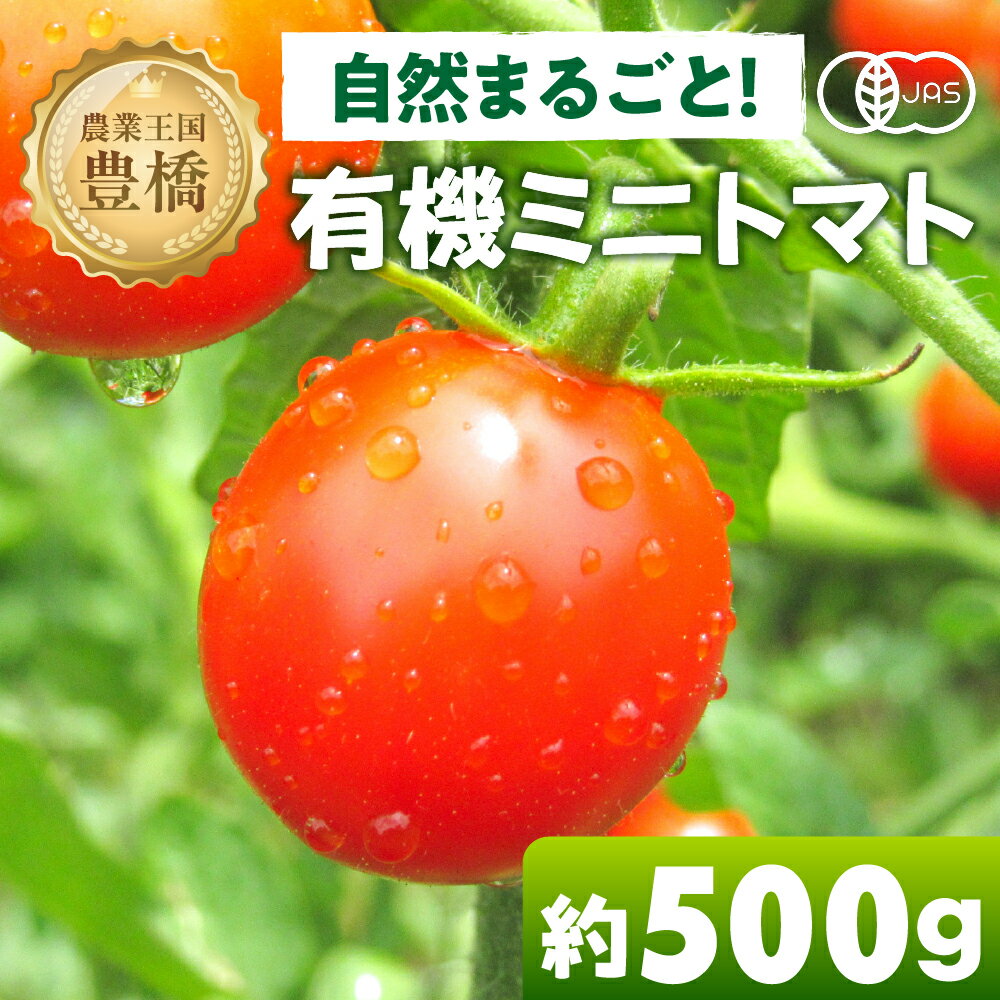【ふるさと納税】有機栽培ミニトマト 約 500g 有機栽培 有機 トマト ミニトマト 濃厚 甘い 美味しい 高糖度 完熟 tomato とまと やさい 自然 安心安全 旬 オーガニック 送料無料 愛知県 豊橋市