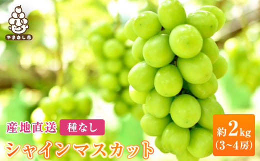 2026年発送　銀河農園まきおか シャインマスカット 約2.0kg (3～4房)【1111663】