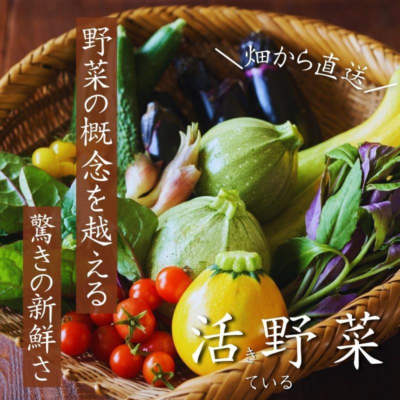 【2回定期便】【野菜ソムリエ厳選】北海道小樽産 旬の活野菜セットL 10種以上 120サイズ