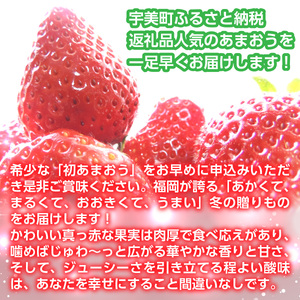 数量限定 冬あまおう２パック 540ｇ以上（270g以上×2）農家直送 アフター保証 イチゴ 苺 いちご 福岡 博多あまおう フルーツ 2024年12月より順次発送 VZ003