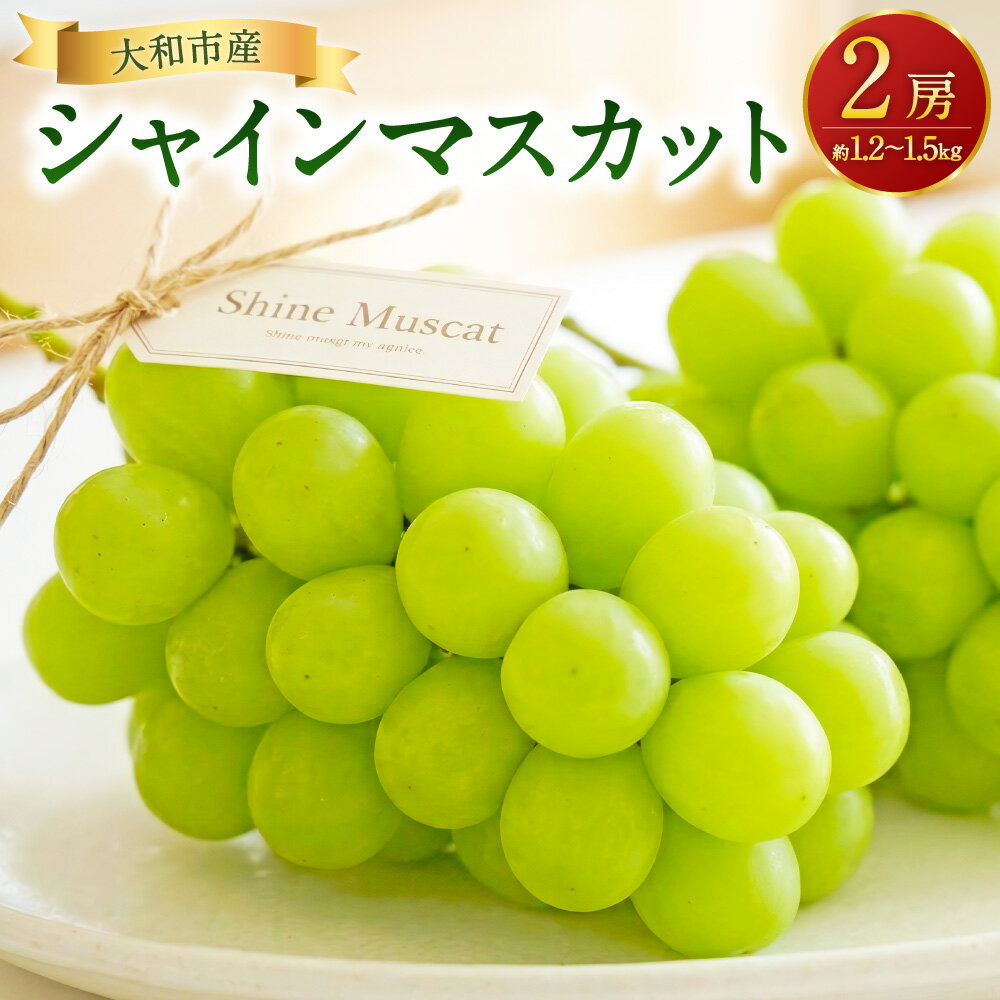 【ふるさと納税】ぶどう『シャインマスカット』 2房（約1.2～1.5kg） シャインマスカット ぶどう ブドウ 葡萄 フルーツ くだもの 果物 果実 デザート 神奈川県産 国産 神奈川県 大和市 送料無料 【2026年8月下旬～9月上旬迄発送予定】