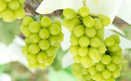 【農業者支援】≪先行予約≫ご家庭用 2024年山形県産 品種おまかせ 大粒ぶどう3種セット（シャインマスカット 雄宝 ナガノパープル バイオレットキング マイハート） 1.8〜2.2kg（3房） 20