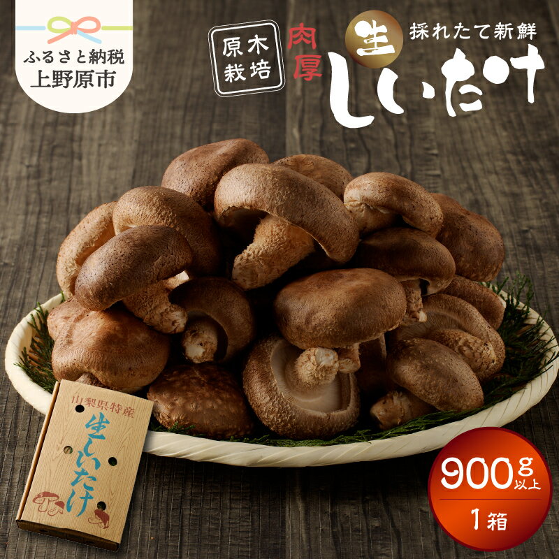 【ふるさと納税】 《数量限定》 生しいたけ しいたけ 椎茸 原木 原木栽培 美味しい 旨味 凝縮 贈答 1箱（900g） 送料無料 山梨県 上野原市
