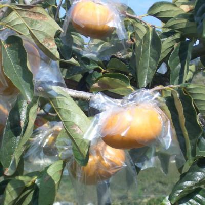 ふるさと納税 紀の川市 【2026年度発送分】【和歌山の名産】紀の川柿たっぷり約3.6kg・秀品 |  | 01