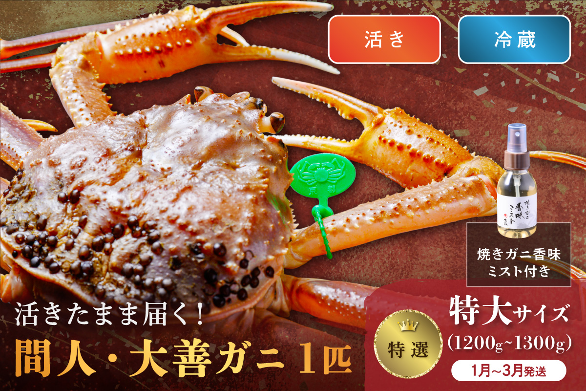 【蟹の匠 魚政】京丹後市産 活きたまま届く！　間人ガニ大善ガニ 特撰 特大サイズ（1200～1300g) 1匹　香味ミスト付き(1月～3月発送）　UO01407