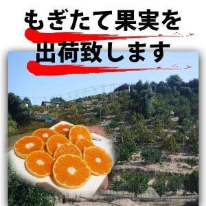 せとか ＜別名-みかんの大トロ＞ 和歌山県有田川町産 オレンジ 家庭用 8kg