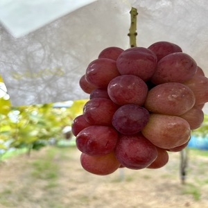 【先行予約】【数量限定】贅沢 ぶどうセット 4種 6房 セット 詰め合わせ 葡萄 ぶどう ブドウ マスカット シャインマスカット 食べ比べ フルーツ 果物  旬の果物 大阪 大阪府 岸和田市