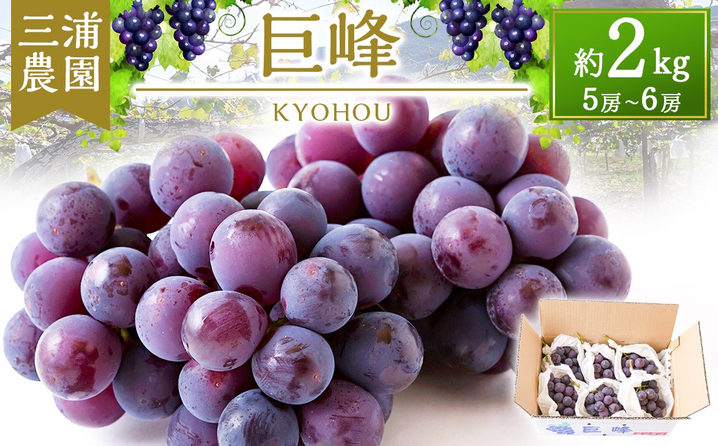 
                  【先行予約】 三浦農園 巨峰 5～6房 （約2kg） 【2026年8月下旬から9月上旬 出荷予定】 葡萄 ぶどう ブドウ 果物 くだもの フルーツ 果実 お取り寄せ 福岡県 うきは市
                