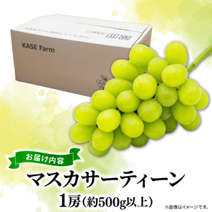 訳あり マスカサーティーン 1房 500g以上 数量限定 種なし