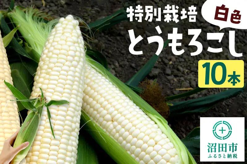 沼田市産 特別栽培のとうもろこし 10本 白色 ホイップコーンまたはロイシーコーン