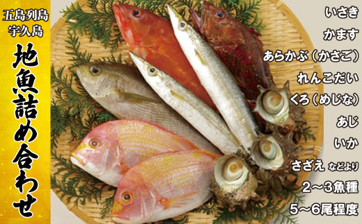 [A184p］ 五島 列島 宇久島 地魚 詰め合わせ 鮮魚 刺身 いさき かます あらかぶ ( かさご ) れんこだい くろ ( めじな ) あじ いか