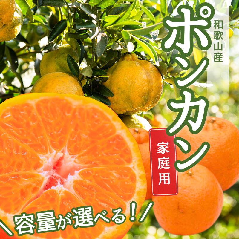【ふるさと納税】家庭用 ポンカン ＜1月より順次発送＞ 【先行予約】1kg 2.5kg 5kg 7.5kg 10kg （傷み補償分付）＜2026年1月下旬～2月下旬に順次発送＞ ※北海道・沖縄への配送不可 / みかん 果物 フルーツ柑橘 ぽんかん 和歌山 有田みかん 和歌山 くだもの 訳あり 訳アリ