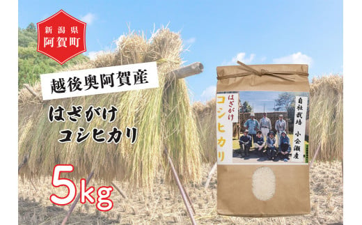 《令和6年産米》 越後奥阿賀産はざがけ（天日干し）コシヒカリ　5kg（1袋）