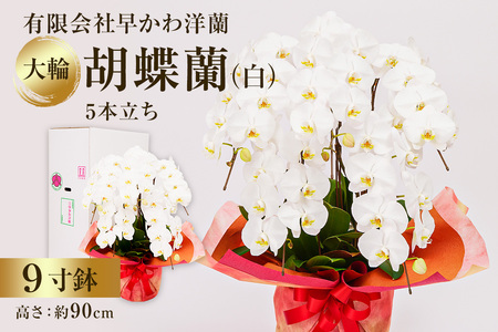 大輪胡蝶蘭白５本立 mi0013-0004 花 植物 9寸鉢 お祝い ｷﾞﾌﾄ 贈答