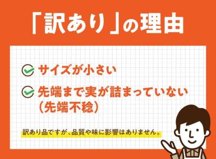 【訳あり】令和６年産とうもろこし 宮崎県産スイートコーン「ゴールドラッシュ」13～20本　とうもろこし スイートコーン[E9102]