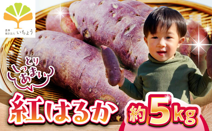 【先行予約】【11月より順次発送】いちょうの畑　さつまいも 紅はるか 約5kg 【農事組合法人いちょう】 [YDN010]