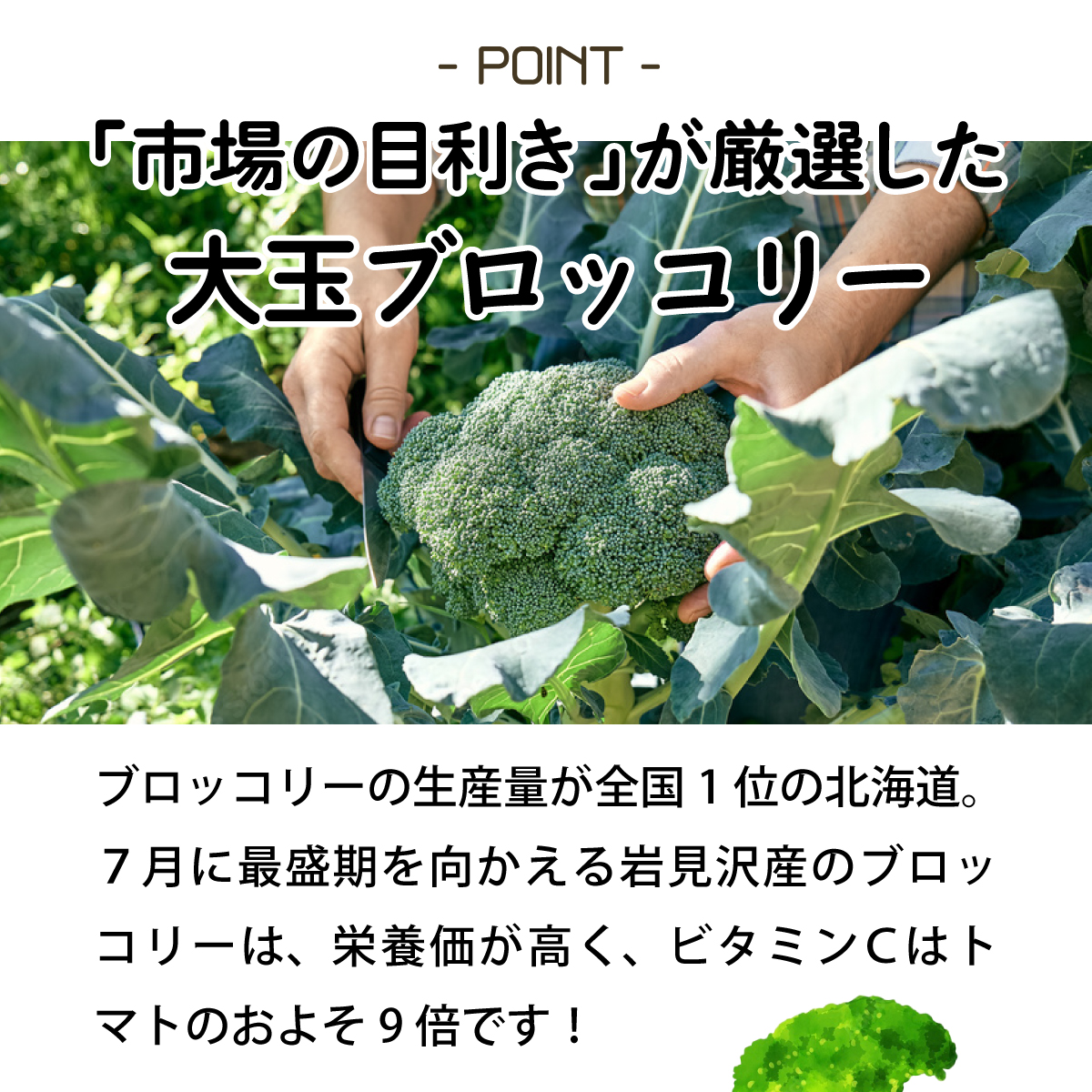 【引換券(現地受取)】市場の目利き 北海道岩見沢産ブロッコリー 大玉4玉