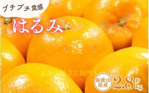 はるみ 約2.8kg/サイズおまかせ　※2026年1月下旬～2026年3月中旬頃に順次発送(お届け日指定不可)　紀伊国屋文左衛門本舗　【sgtb461B】