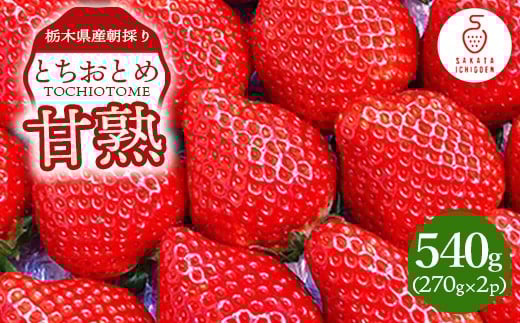
            栃木県産甘熟とちおとめ 270g×2p ｜ とちおとめ いちご 苺 栃木県 果物 フルーツ ※北海道・沖縄・離島への配送不可 ※2026年1月上旬～4月中旬頃に順次発送予定
          