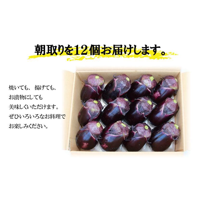泉州 水なす 12個【ハウス栽培 新鮮 野菜 泉佐野産 茄子 数量限定】 G1489_イメージ5