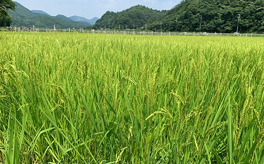 【令和7年産】お米のおいしさ伝えたい！特別栽培米コシヒカリ5kg×4