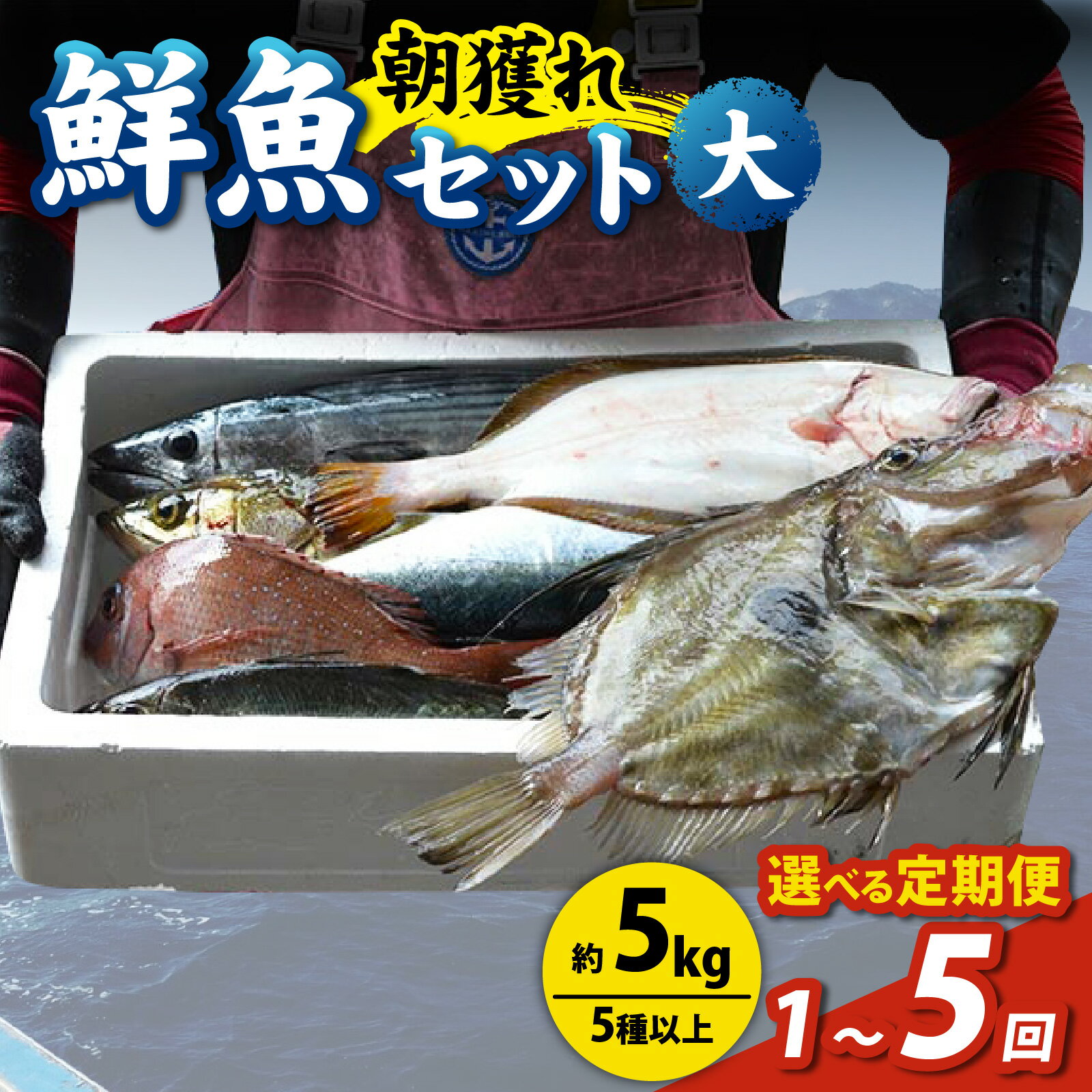【ふるさと納税】先行予約】【1回お届け】【2～5回お届け】【朝獲り】漁師厳選 鮮魚セット (大) 5種類以上 約5kg【2026年4月以降発送開始】【お届け対象月 4月,6月,8月,10月,2月】鮮魚ボックス 直送 鮮魚 詰合せ 新鮮 焼き物 お造り 刺身 冷蔵 送料無料 福井 北陸 越前