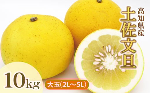 土佐文旦（ぶんたん）（大玉：2L~5L 混合）約10kg【株式会社とさもん（土佐市）】 家庭用 贈答用 文旦 10キロ 約14～21玉 大玉 特大 ぶんたん ブンタン 柑橘 果物 フルーツ お取り寄せ おいしい 美味しい