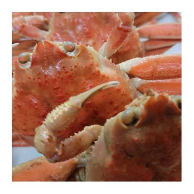 ふるさと納税 京丹後市 茹でセコガニ(コッペガニ)150g前後×5杯セット