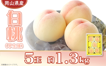 岡山県産 白桃5玉（約1.3kg）【26年7月上旬以降に順次発送】