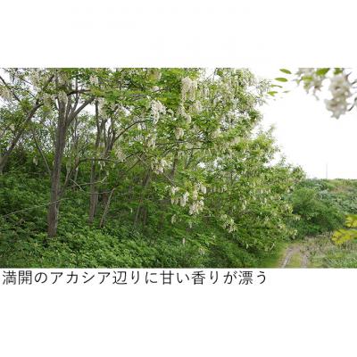 ふるさと納税 幕別町 北海道産アカシア蜂蜜1kgパック入り[53691103] |  | 02