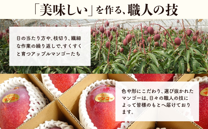 2025年 先行予約 アップルマンゴー 約1kg 2～4玉 完熟 マンゴー ますみ農園 果物 フルーツ